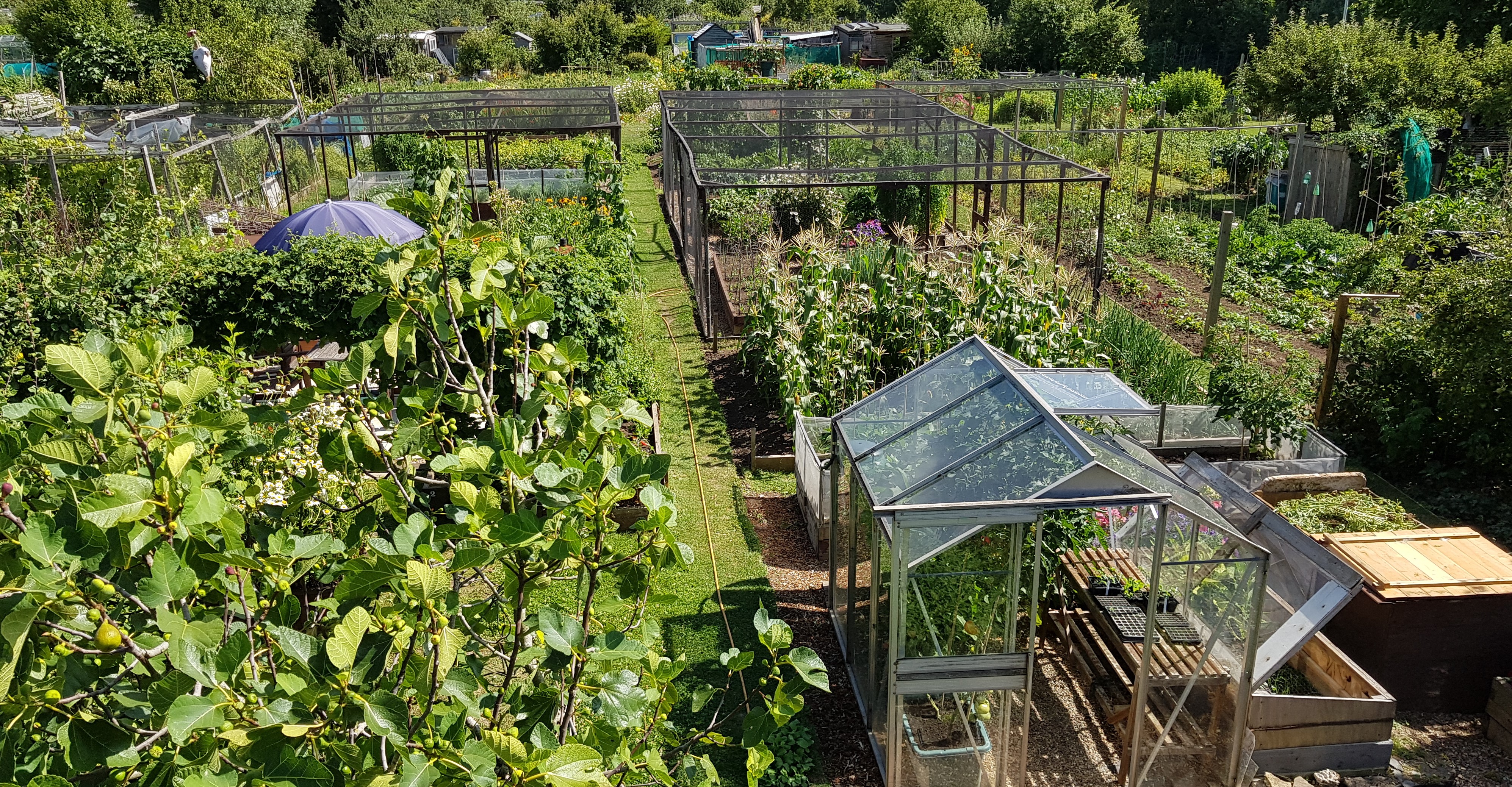Summerhouse & Grape Vines